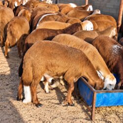 Sunlit Sheep Feeding at the Trough (2)