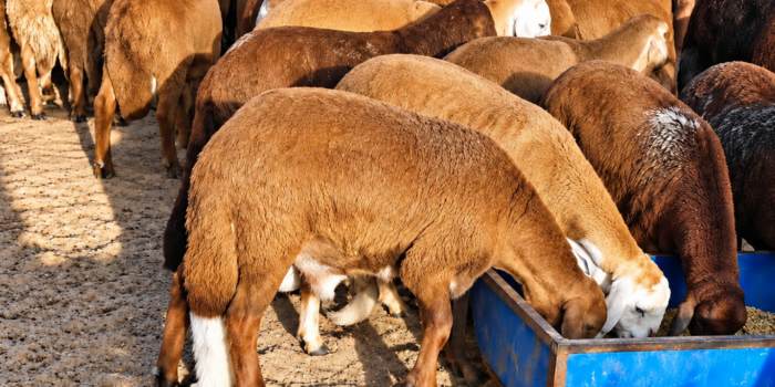 Sunlit Sheep Feeding at the Trough