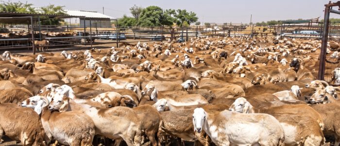 farm-herd