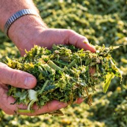 fresh-silage (2)